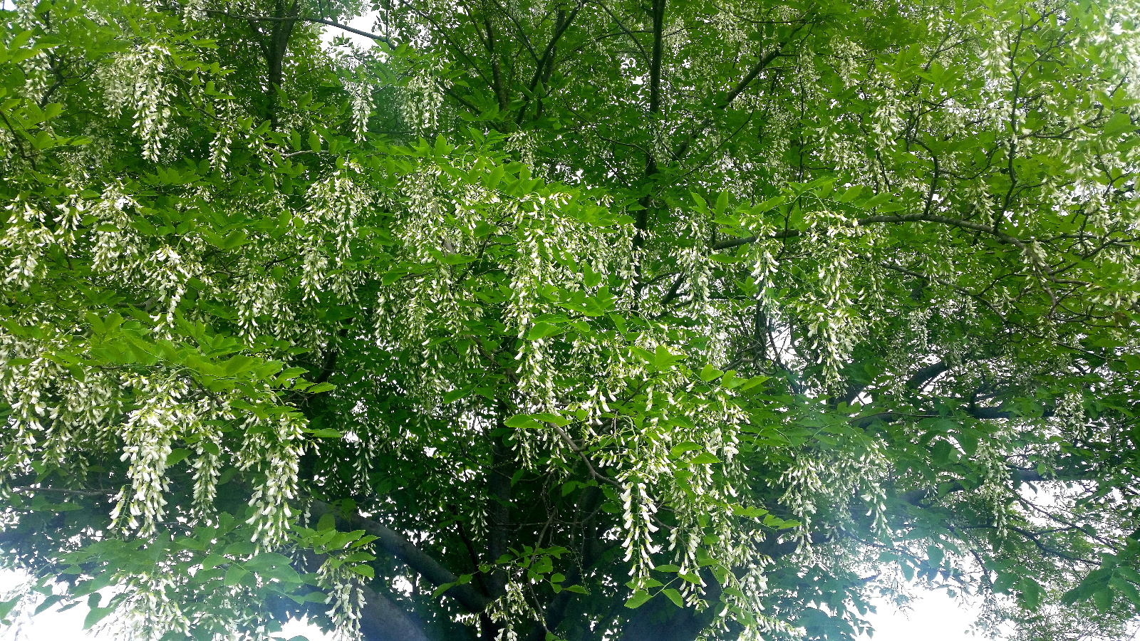 FLOWERBEDS READY TO OPEN ON YELLOWWOOD TREE